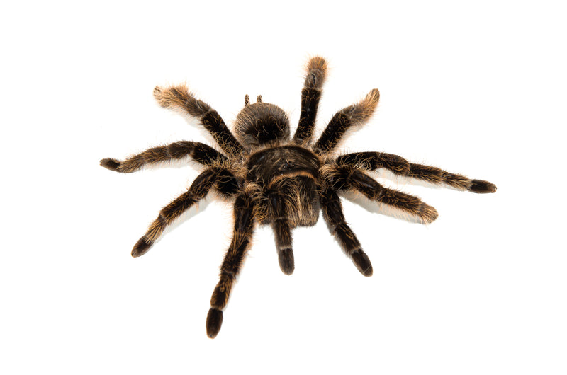 Curly Hair Tarantula